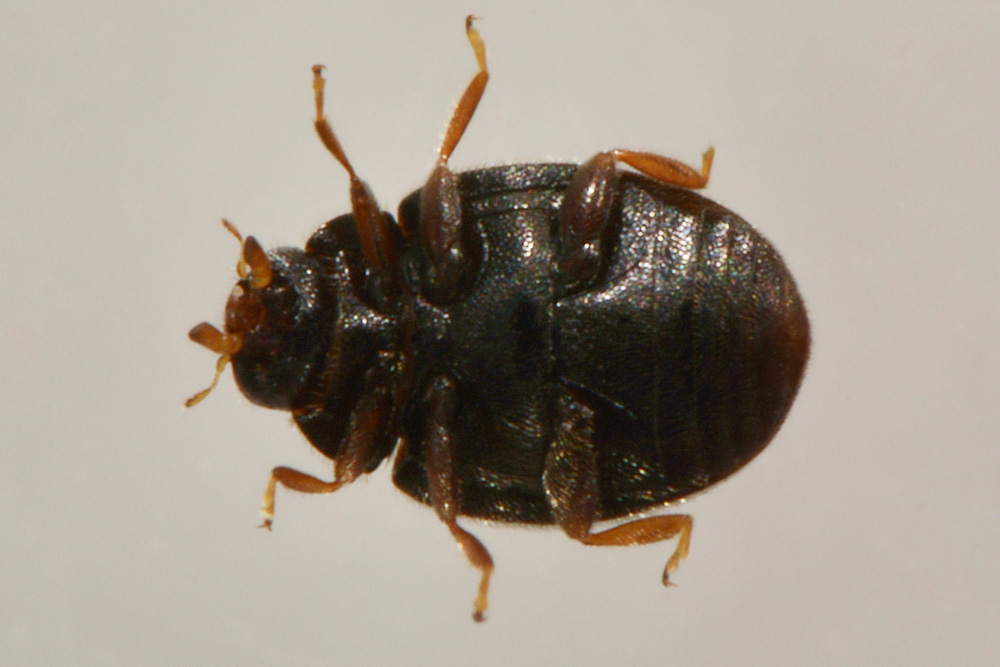 Coccinellidae:  Nephus quadrimaculatus